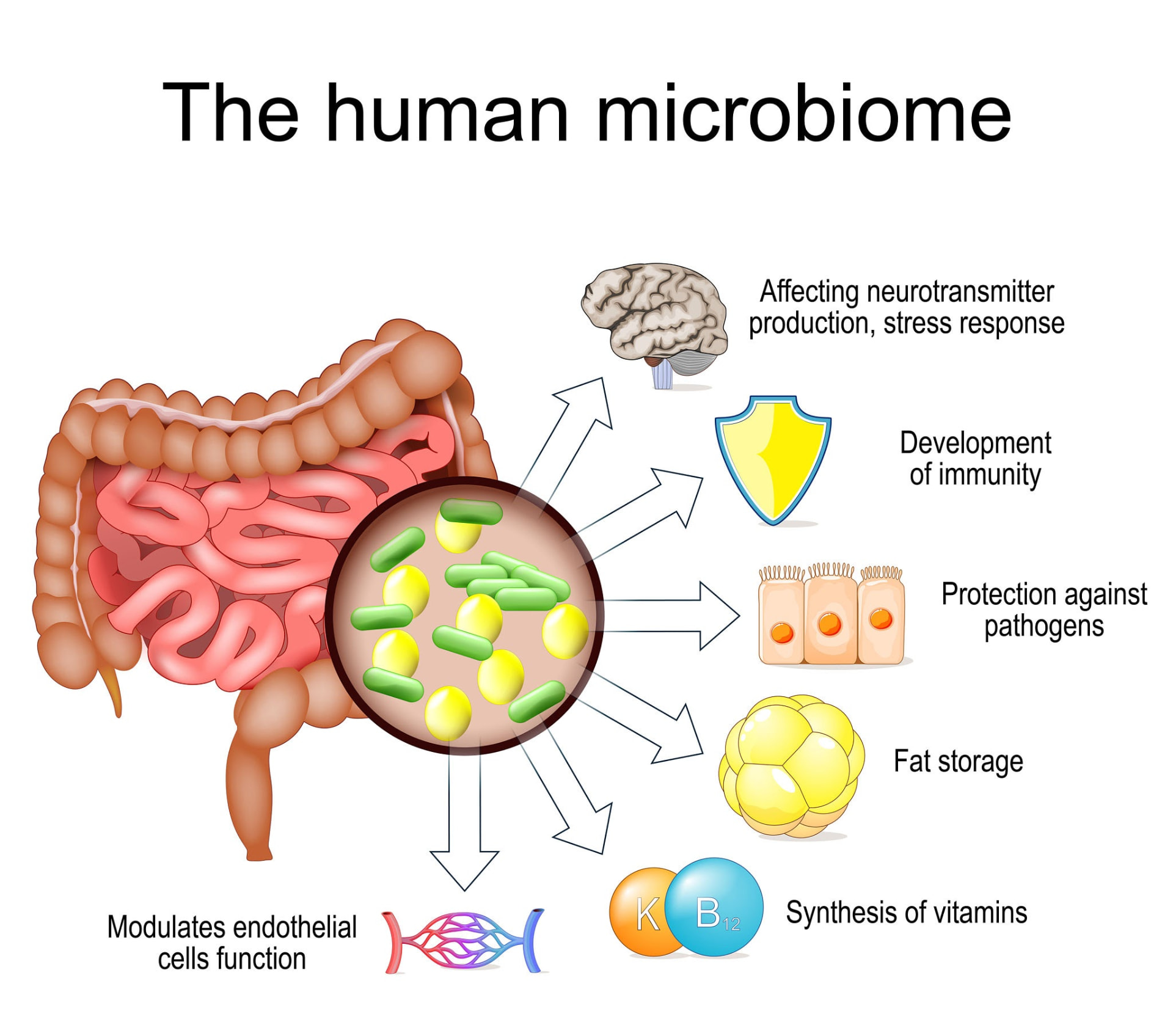 Diagram of the human gut microbiome and its roles in immunity, protection against pathogens, vitamin synthesis and stress response